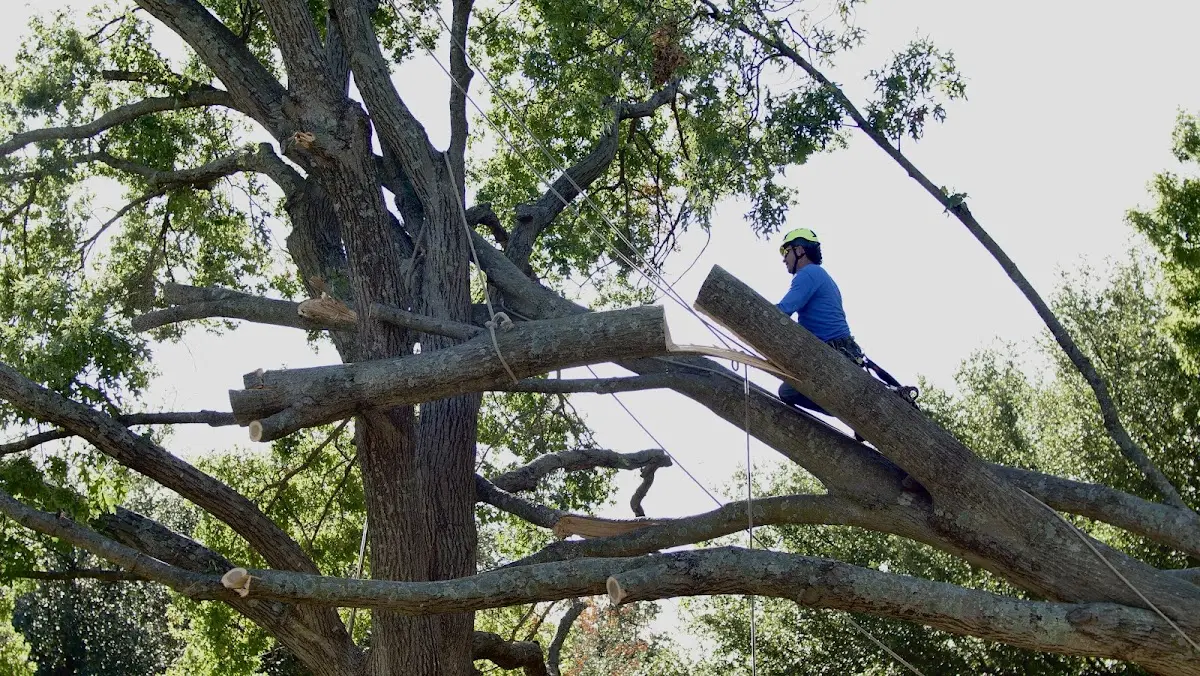 Professional Hazardous Tree Removal performed by certified arborists in Graettinger